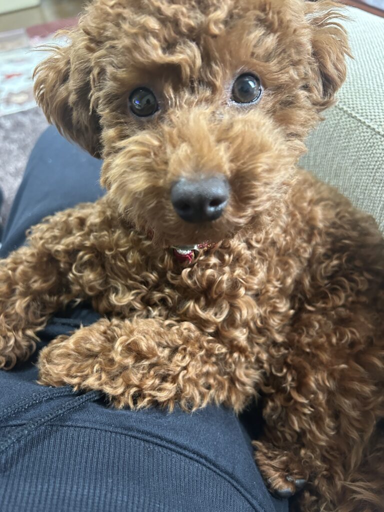 タイニープードル7ヶ月