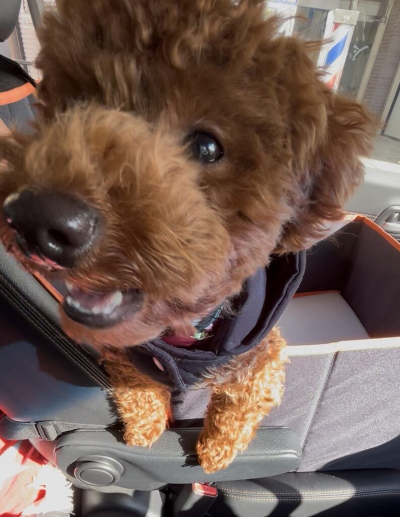 タイニープードル7ヶ月